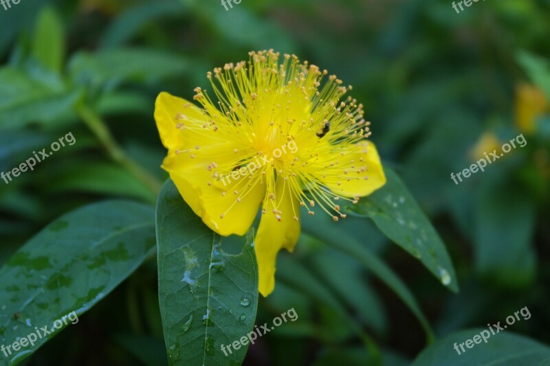 St John's Wort Herb Medicine Natural Flower