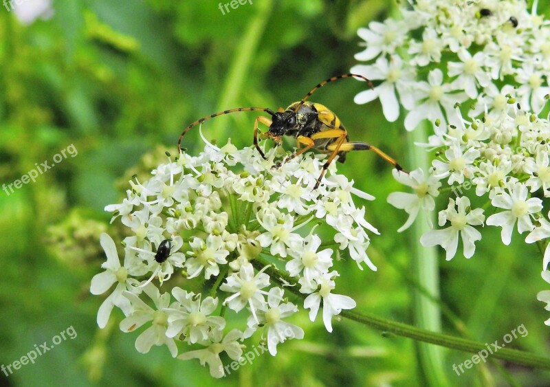 Beetle Longhorn Beetle Insect Nature Animal