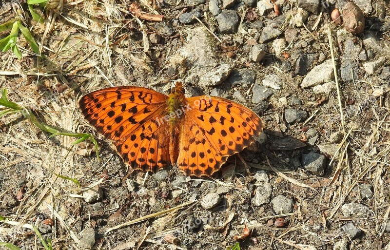 Butterfly Insect Nature Close Up Animal