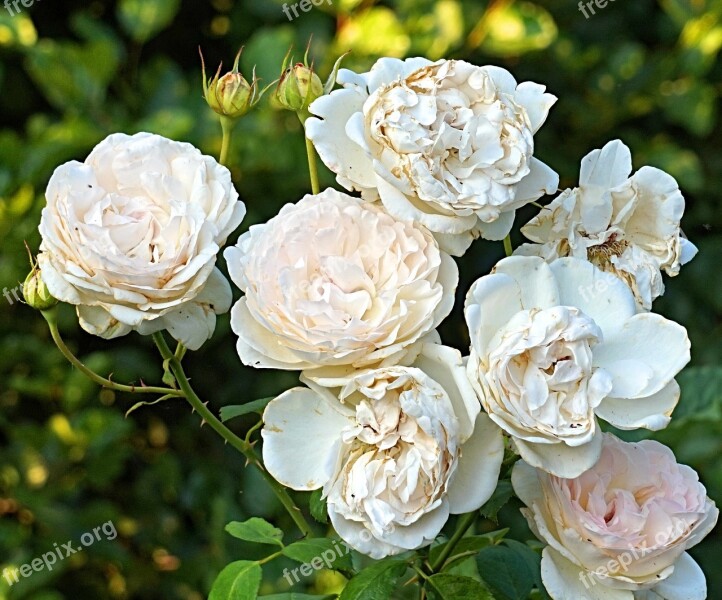 Roses White Blossom Bloom Faded Nature