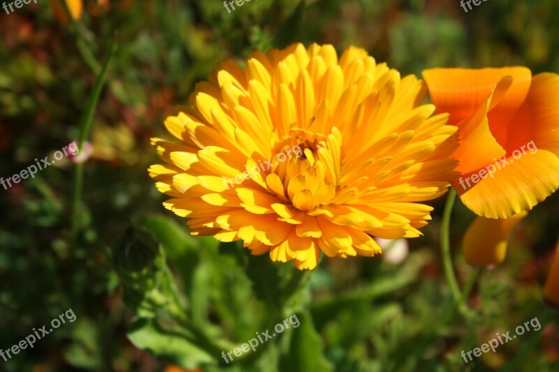 Flower Close Up Nature Summer Plant