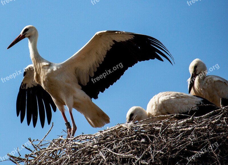 Stork Storks Bird Animal Animal World