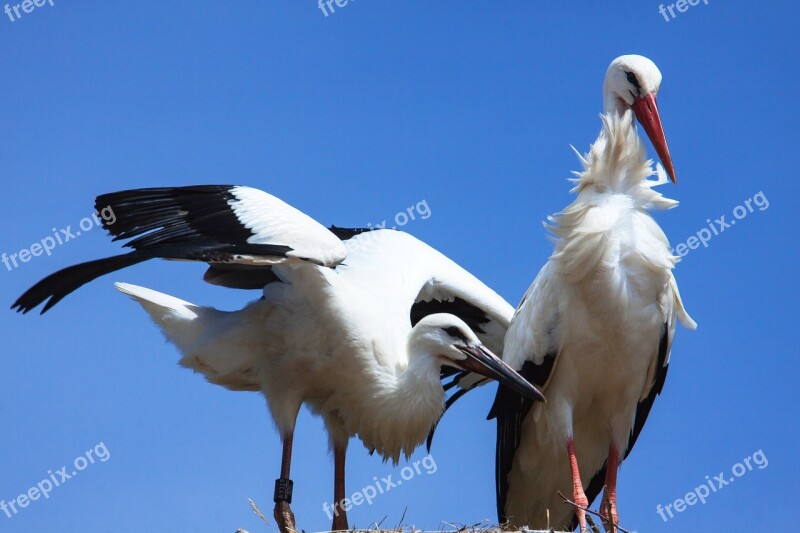 Stork Storks Bird Animal Animal World