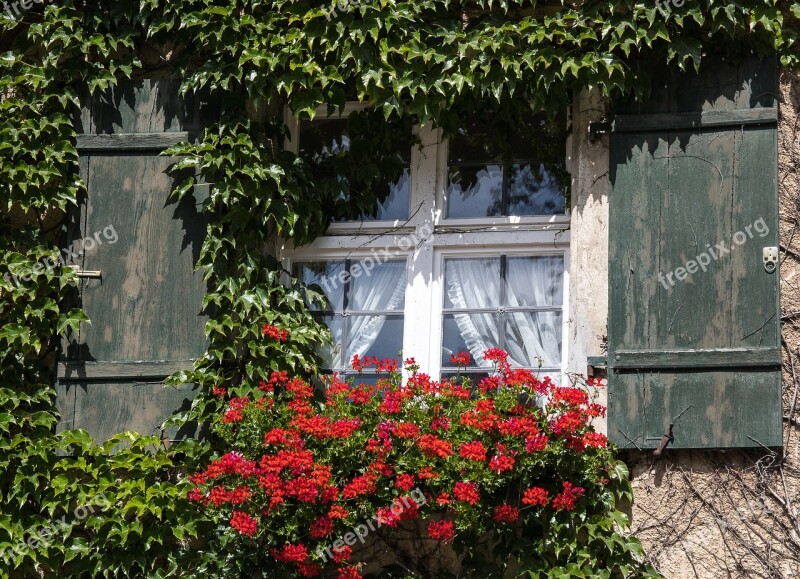 Window Hauswand Ivy Climber Plant Geranium