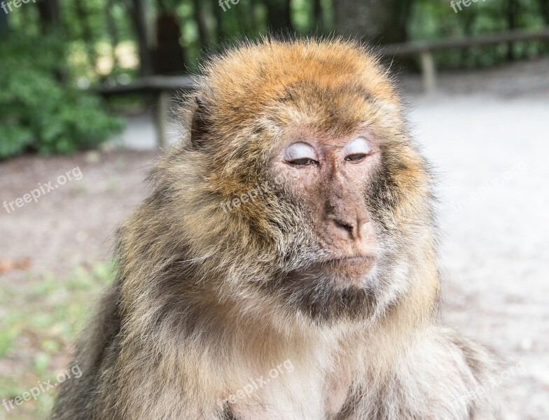 Barbary Ape Monkey Primate Animal Animal World