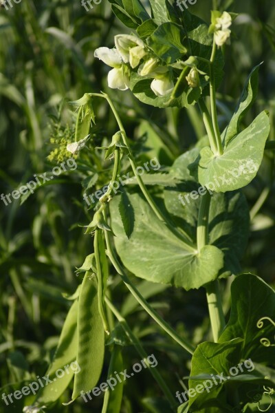 Sugar Peas Snap Peas Pea Vegetables Bio