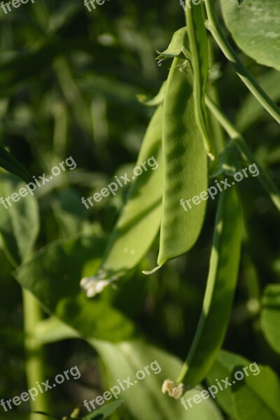 Sugar Peas Snap Peas Pea Vegetables Bio