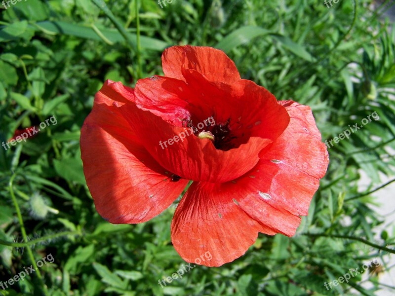 Poppy Meadow Flower Red Nature Free Photos