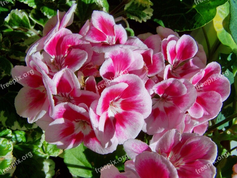 Geranium Potted Flower White-and-pink-flowered Free Photos