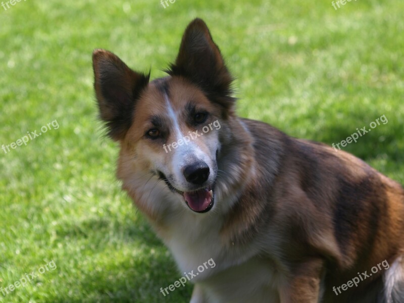 Dog Hybrid Pet Mixed Breed Dog Free Photos