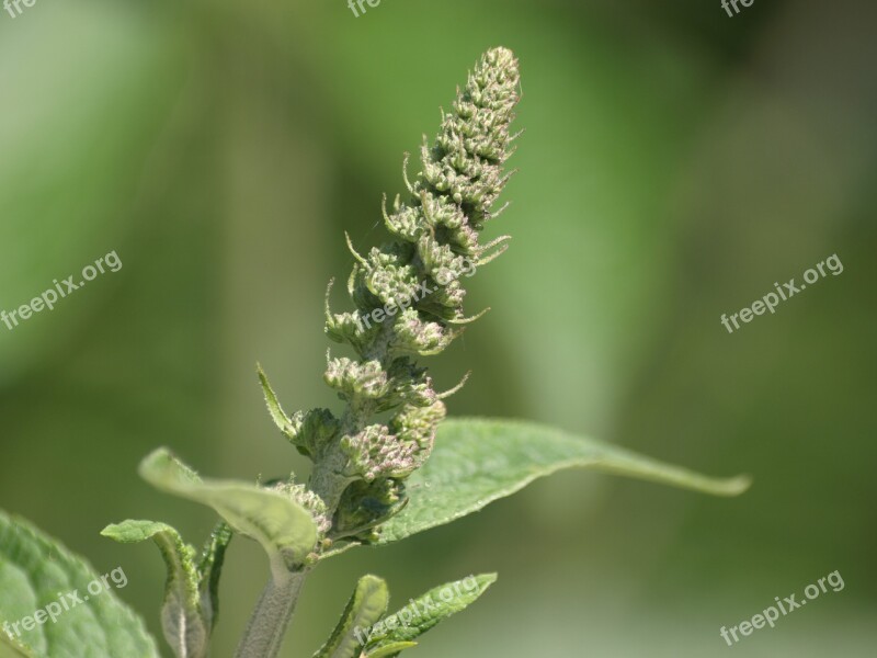 Summer Lilac Bud Green Plant Close Up