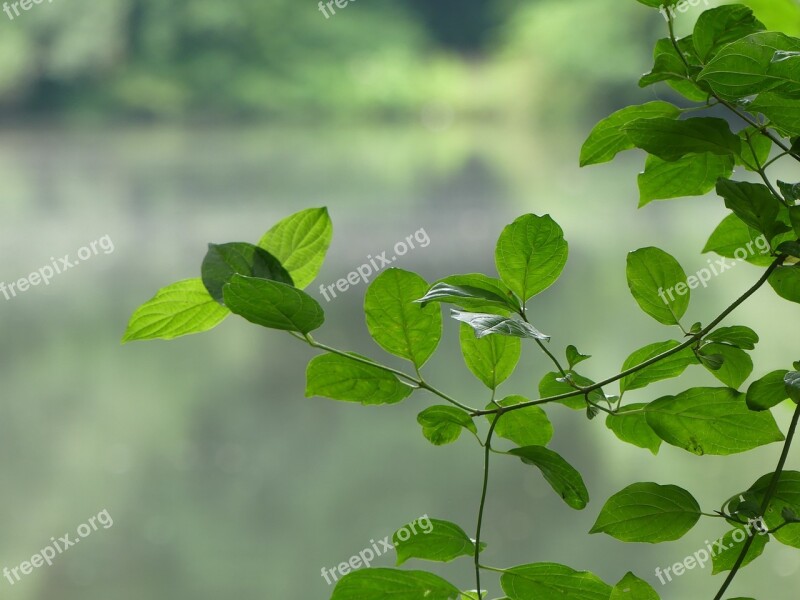 Leaves Green Deciduous Tree On The Shore Bright