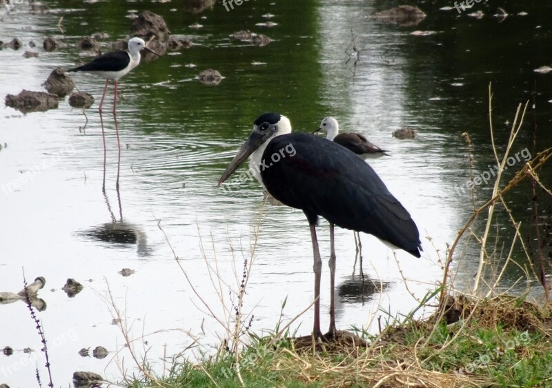 Stork Woolly Necked Ciconia Episcopus Bird