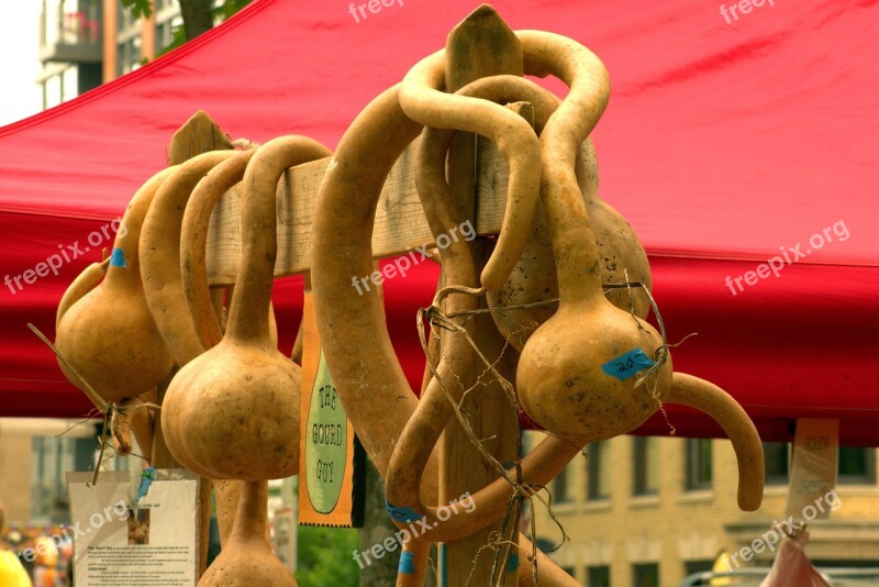 Funky Gourds Harvest Gourds Vegetables Food