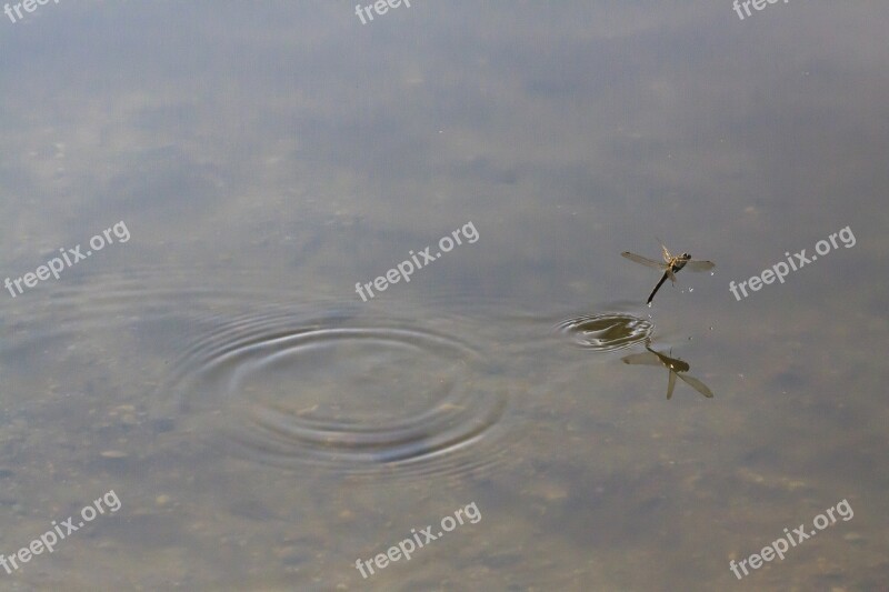 Dragonfly Odonata Wedding Dance Mating Dance Insect