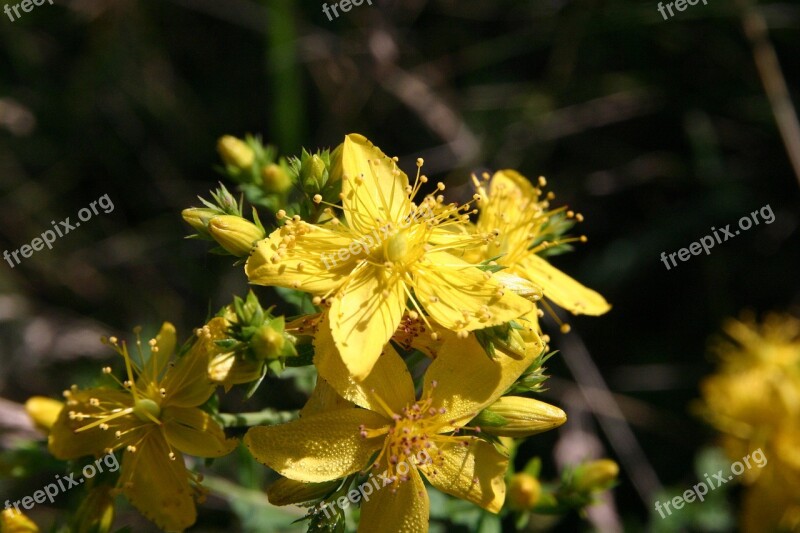 Midsummer Nature Wild Flower Blossom Bloom