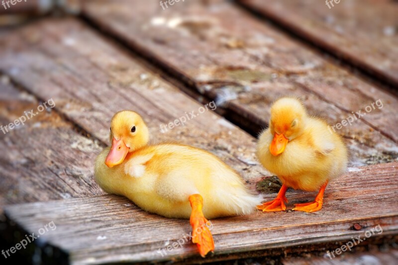 Cute Sweet Yellow Duckling Ducklings