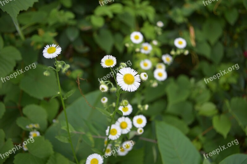 Flower White And Yellow Green Nature White