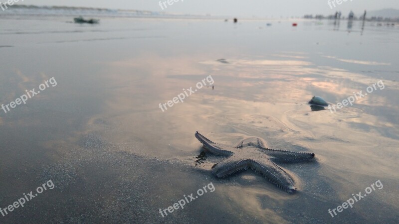 Star Fish Beach Sea Free Photos