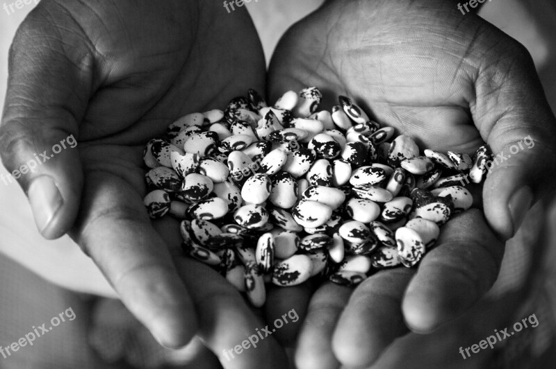 Agriculture Bean Legume Seeds Hands