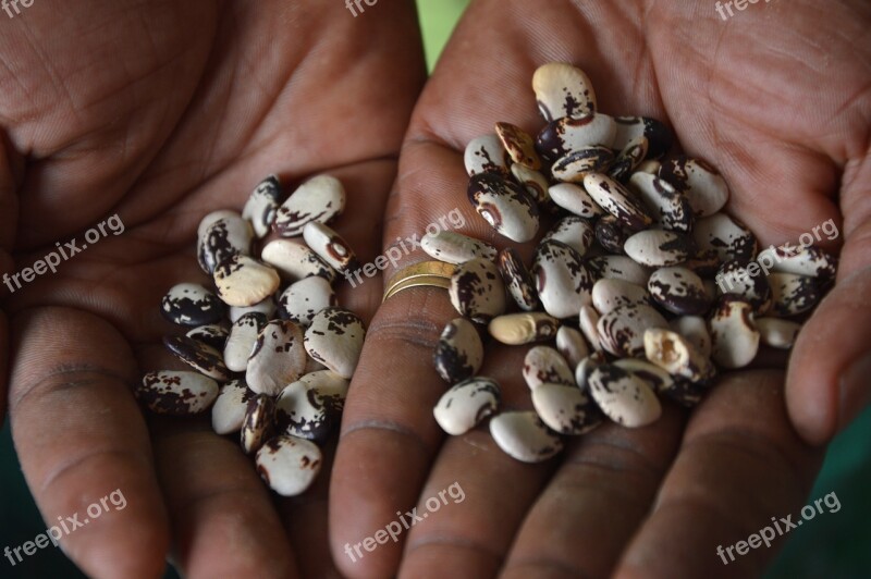 Biodiversity Seeds Bean Lima Nature