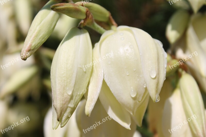 Flowers Shrub Drop Of Water Wet Run Off