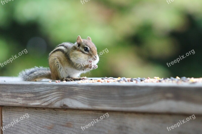 Chipmunk Eating Animal Nature Wildlife