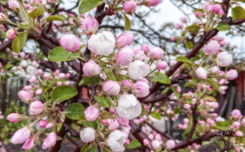 Flowers Tree Pink Nature Leaves