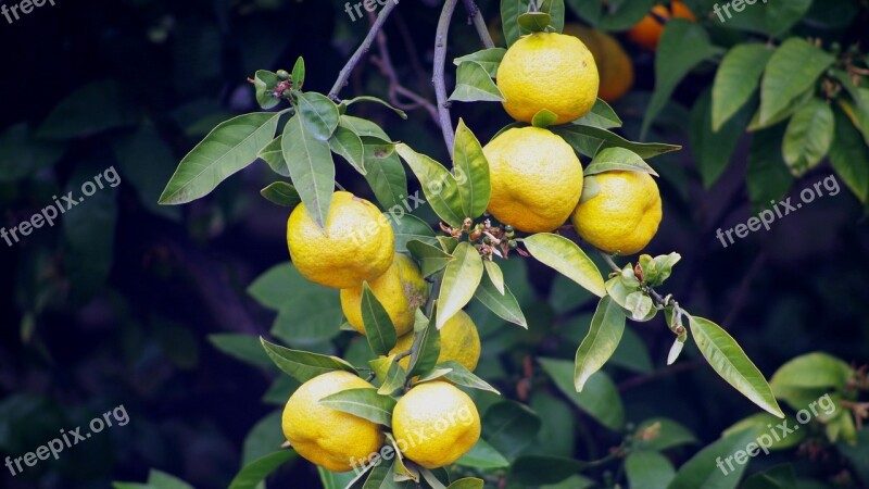 Tangerines Fruit Tree Taste Citrus Fruits Free Photos