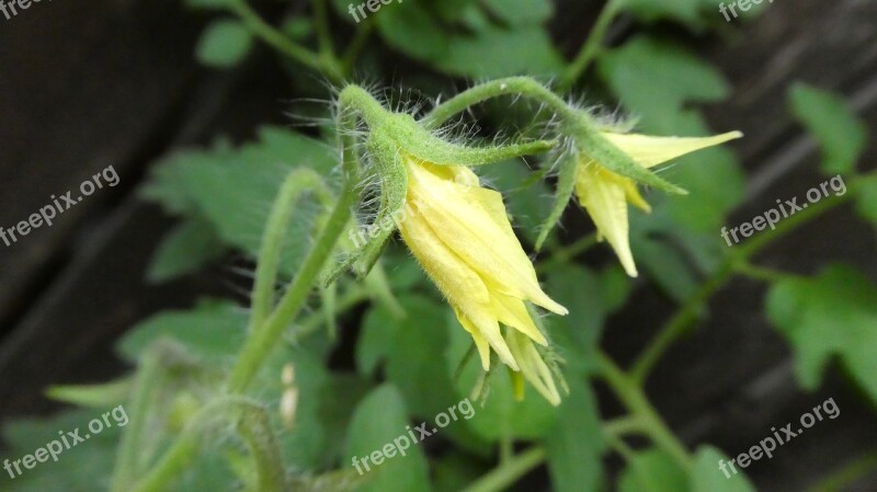 Tomato Blossom Bloom Yellow Tomato Flower