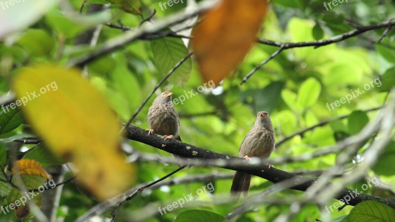 Bird Pair Babbler Nature Outdoor