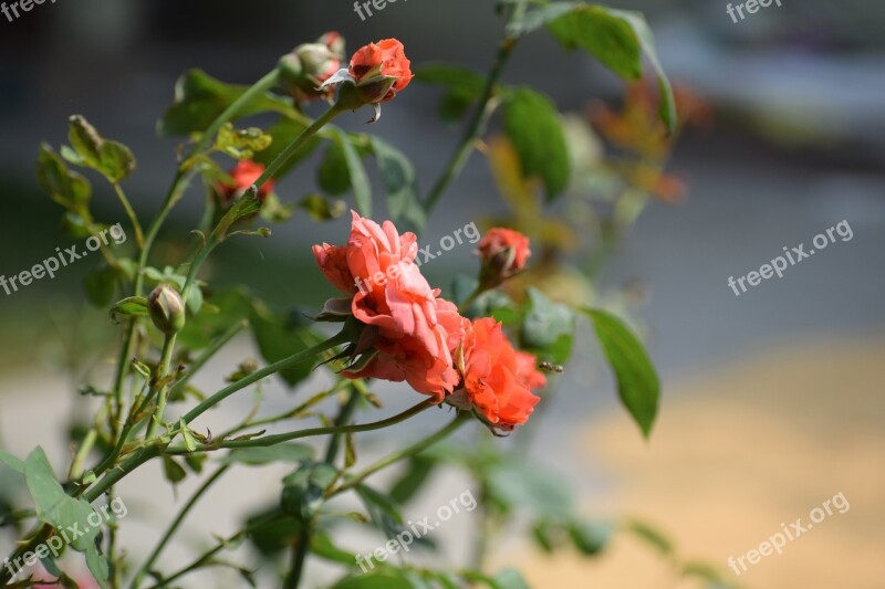 Flower Pink Rose Rose Blossom Plant