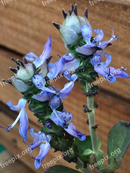 Small Flowers Celestial Flowers Small Wild