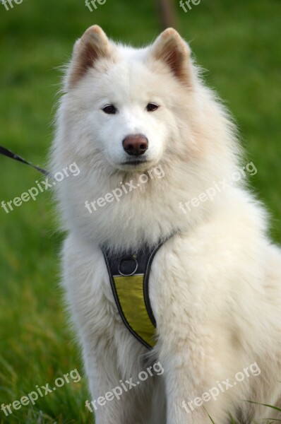 Samoyed Sled Dog Winter Snow Dog Pets