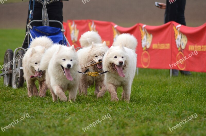 Samoyed Sled Dog Snow Dog Winter Snow