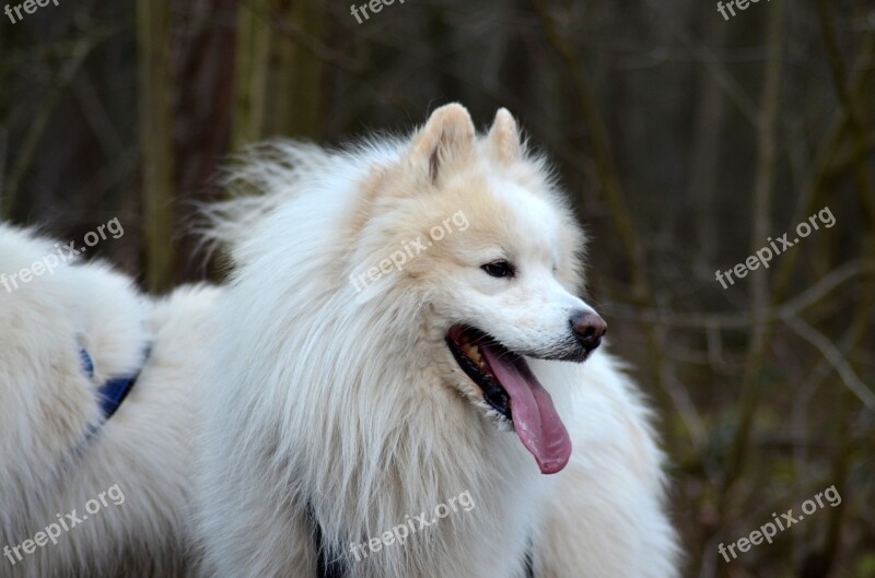 Samoyed Dog Pet White Doggy Style