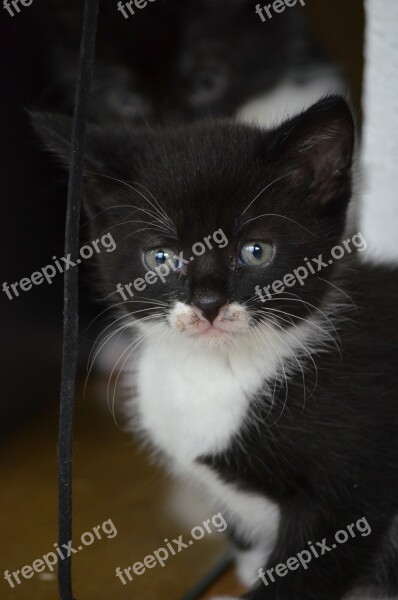 Kitten Black And White Cat Baby Pet