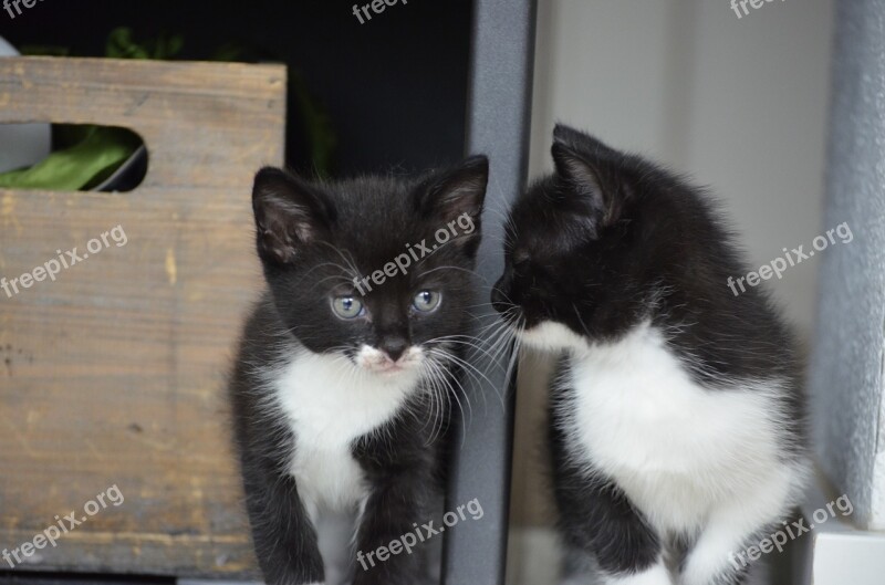 Twins Cat Kitten Pet Cute