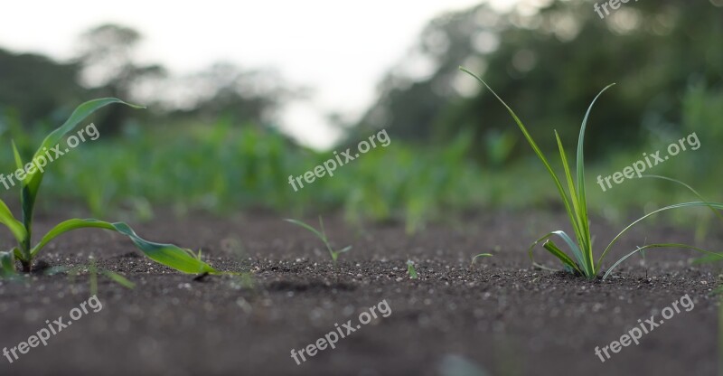 Grass Small Nature Cute Soil