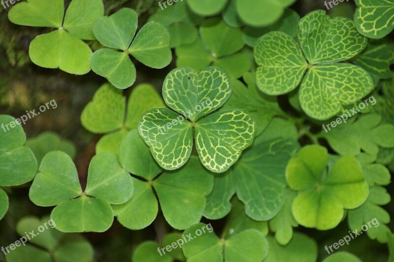 Klee Shamrocks Plant Luck Lucky Charm