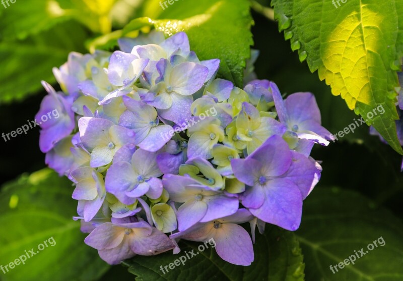 Hydrangea Purple Flower Petal Ornamental Plants Flower Garden