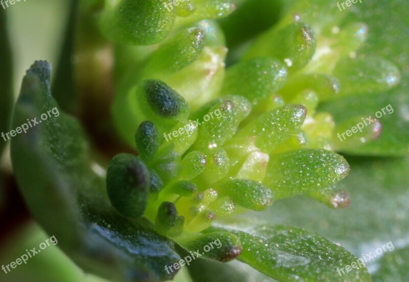 Stonecrop Macro Succulent Mini Green