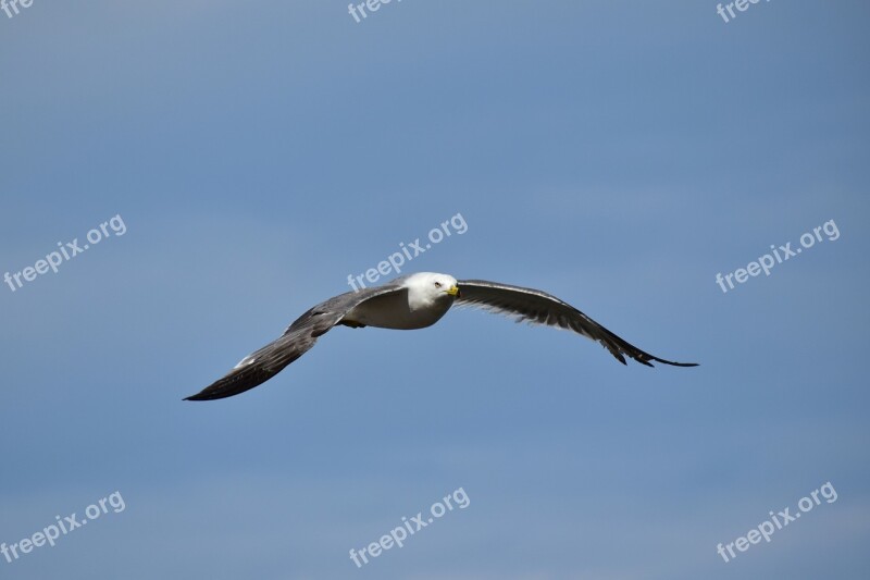 Animal Sky Bird Wild Birds Seabird