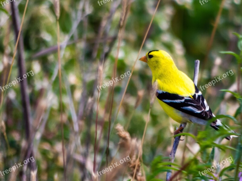 Goldfinch Finch Bird Wildlife Songbird