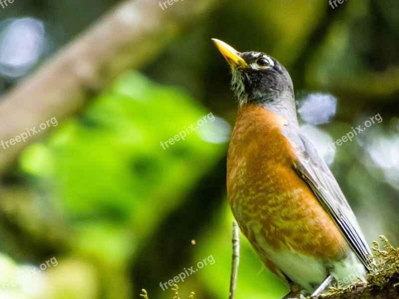 Robin Bird Nature Songbird Spring