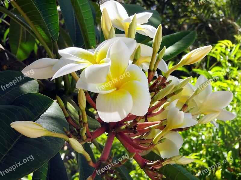 Frangipani Flower Cream Yellow Exotic