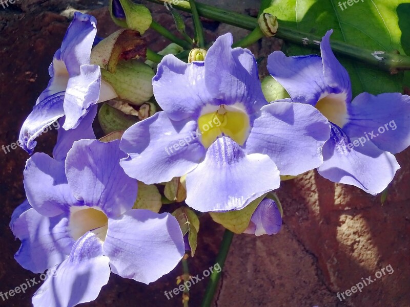 Thunbergia Thunbergia Gandiflora Flower Blue Tropical