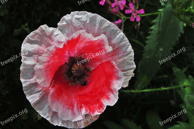 Flower Poppy Red Flower Nature Flowers