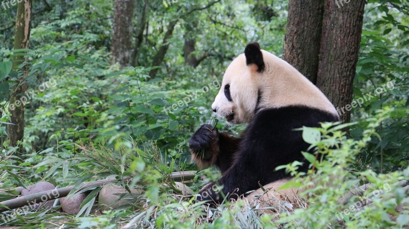 Panda Sichuan China Ya'an Bifengxia