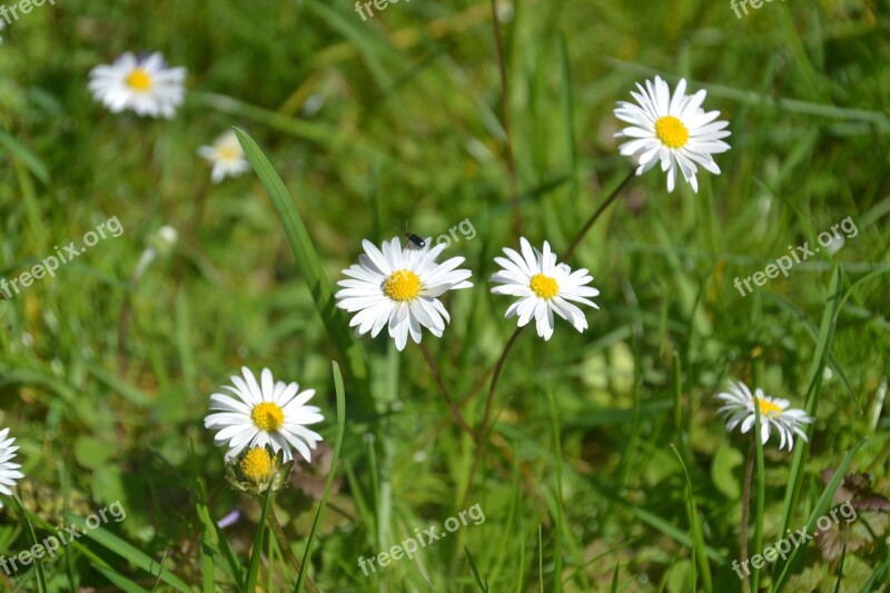 Daisy Flower Meadow Nature Blossom